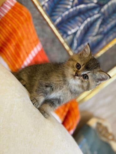 şotlan pişik: Şotland yastı qulaq, Erkək, Dişi, Yaxşı əllərə, Ünvandan götürmə, Pulsuz çatdırılma, Ödənişli çatdırılma — 221