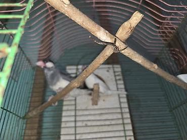 qəfəs böyük: Java darağı (Java sparrow) cütlüyü.Risofka amadin hazir cutdu istiyen — 1