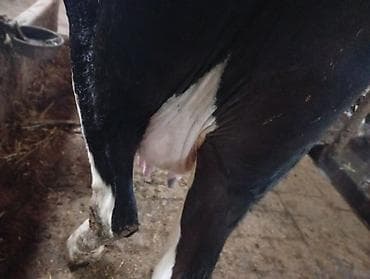 Pişiklər: Salam gördüyünüz bu iney 3 çi balanı dogmaqina 28 gün qalib 25 litir — 5