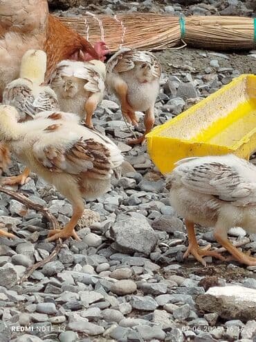 cuce ve xoruz temsil: Salam. 4 günlük cücələr satılır. Təmiz kənd cücələridi. Qiymət 1 azn — 2