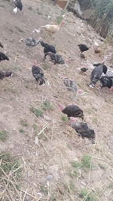Məhsul: Hinduşka balaları (piliçlər) Təsvir: - Təbii şəraitdə otlaqda
