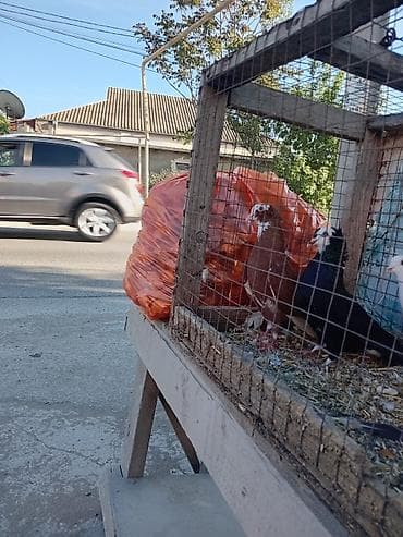 Görduyun qusdar satlir ag baslar cutu 50m - Növ: dekorativ/şou tipli