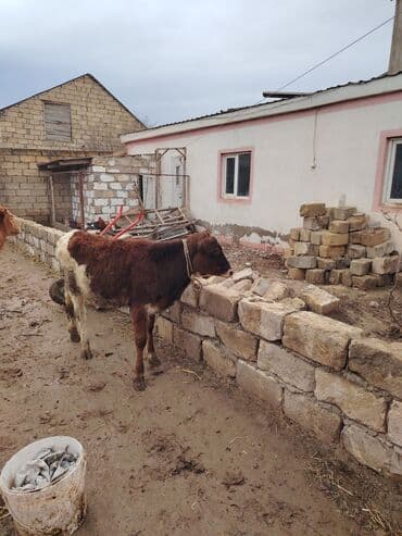 Super saglam saxlamali danadi iri heyvandi zeng catmasa vapcatla zeng