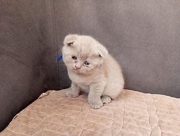 it adları oglan: Şotland yastı qulaq, Dişi — 5