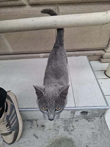 siyam pişiyi: Rus mavi — 2