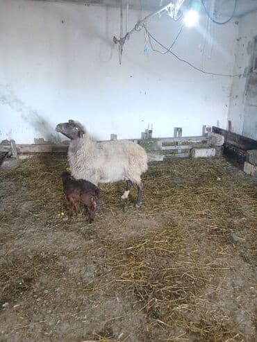 Коровы, быки: Ana bala 380man 3cu qarlndl dogur. bașqa bogaz heyvanlarlmda — 6