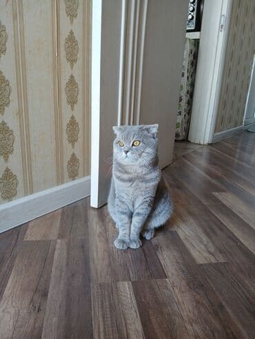 pişik cütleşdirmek: Şotland yastı qulaq, Erkək, Cütləşmə üçün — 1