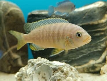 oskar balığı: Cixlid balığı, Yırtıcı — 3