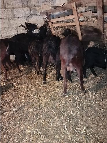 Murçiano keçi sürüsü. Qiymetlər 250 den başlayır — 2