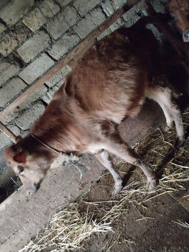 Gəmiricilər: Qırmızı-qonur rəngdə dana Damazliqa tam yararlidir damazliq kimi — 2