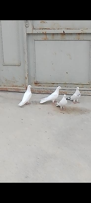 sesar quşu: 4 eded quwlar satilir ela saxlamali heyvandilar iki erkey iki maya — 5