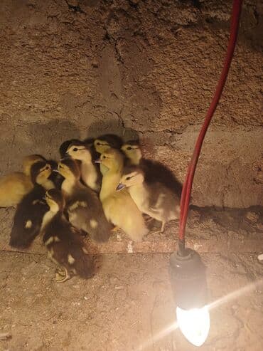 alpin kecisi satilir: Erkək, | Lal ördək, Damazlıq, Ünvandan götürmə — 1