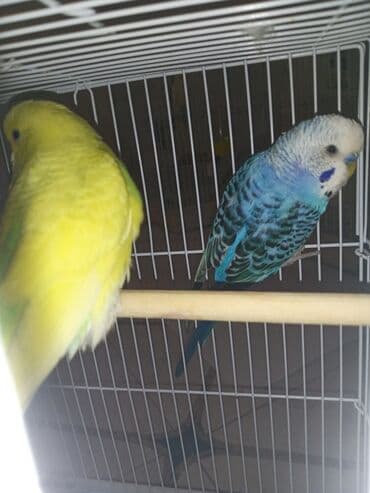 geref quşu: Cüt quşlar satılır qəfəslərlə bir yerdə ucuz qiymətə valnistiy — 6