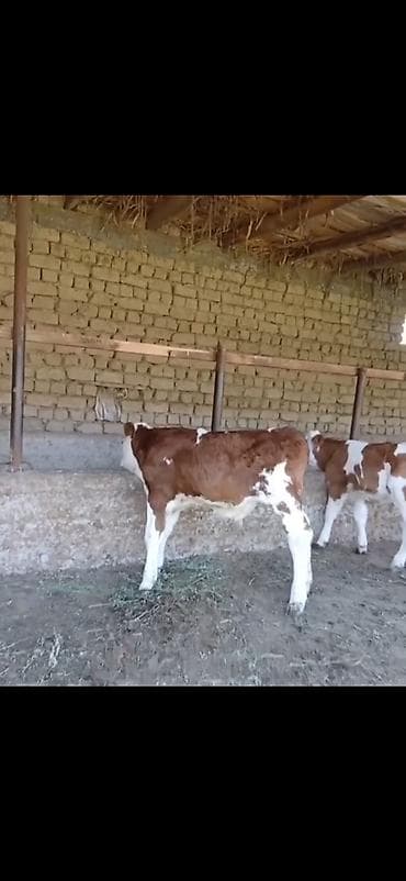 Телята: Satılır: 3 baş cins buzov - Növ: ətlik-südlük istiqamətli simmental — 7