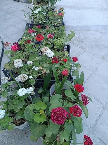 meyve veren kaktus: Satışda: dekorativ otaq və bağ bitkiləri - Echinopsis tipli tikanlı — 7