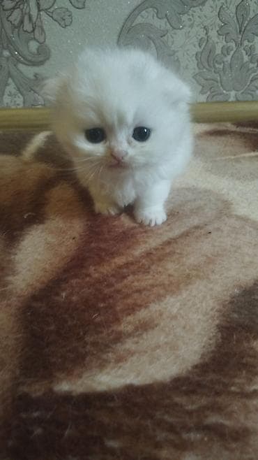 pişik satilir: Təmiz Şotlan cinsi bala satilir.disidir.tam saglamdir.tualet tərbiyəsi — 4