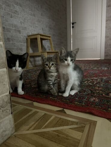 ən şirin pişiklər: Yaxşı əllərə — 2