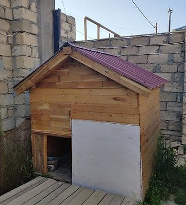 pişik yuvası satılır: Yuva iki qat abşifkaynan yığılıb. Yuvanın ölçüsü çöldən çölə en: 1.40 — 2