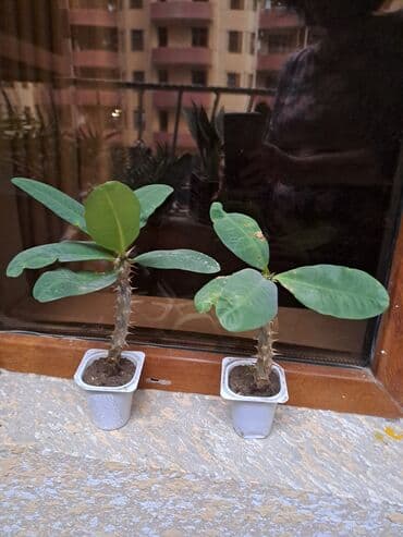 Təmir və tikinti: Молочай — 1