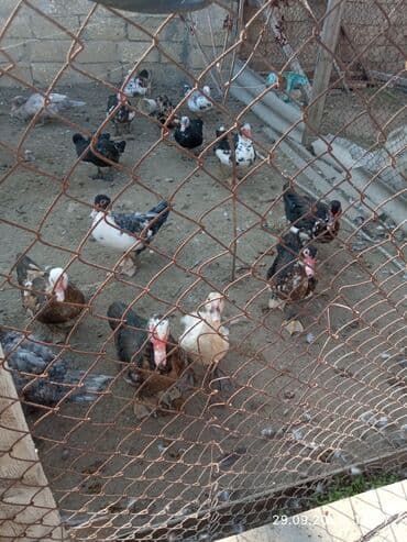 cins ineklerin qiymeti: Salam lal ördəklər satılır böyüklər 20-25 balacalar 15-18 manat cins — 3