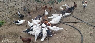 zumrud ordək: Məhsul: Muskovi (Hind) ördəkləri – müxtəlif rənglərdə sürü Təsvir: - — 9