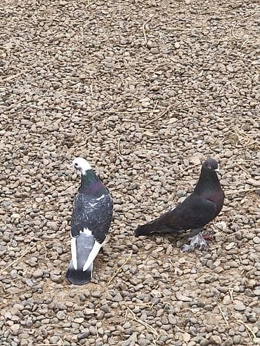 tovuz quşu yumurtası: Erkek maya hazır çüt ikiside oynaqdı ayaq lələklərı belə deyil — 4