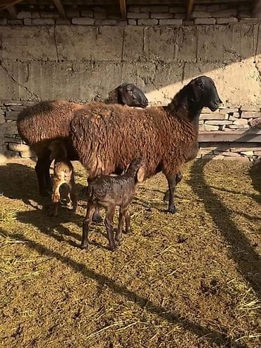 at balaları: Saxlama üçün damda bəslənən, yerli ətlik istiqamətli qoyunlar – — 7