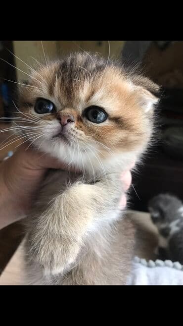 вислоухий кот цена: Шотладская вислоухая, Самец — 1