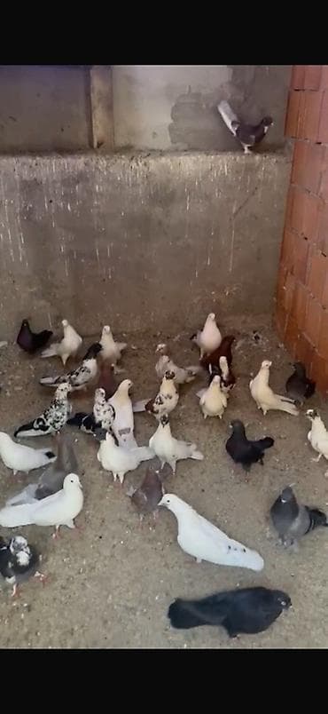 qızıl quş: 3,50 qəpikdən satılır hamısı 70 quşdu aşağı yeri yoxdu — 2
