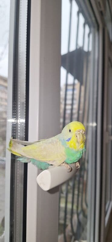 dişi papuqay: Məhsul: Dalmatian rəng çaları olan dimdikli, yaşıl-mavi-sarı tonlarda — 9