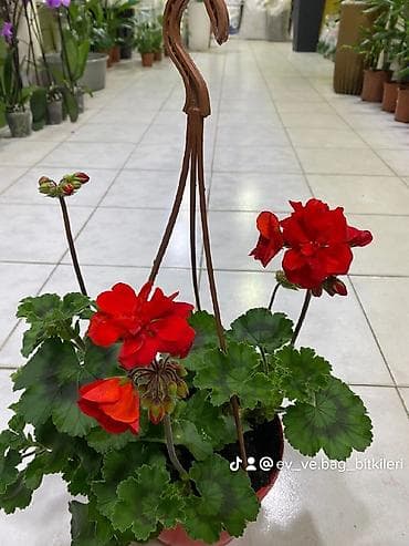 ağ zoğal: Asılqan qızılqül (qeranıum) – asma vazonda dekorativ çiçək - Növ — 3