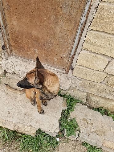 pişik balası verirem: Belçika çoban iti, 1 il, Dişi, Peyvəndli, Ünvandan götürmə — 5