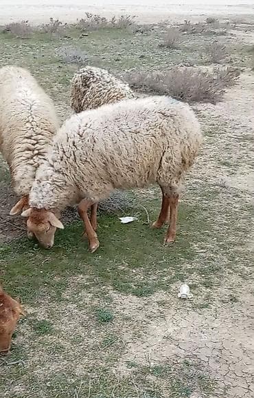 xacmaz qoyun: Salam 15 qoyun du boğazdlar yaşddlar 140 dan 180 manata kimi tək-tək — 1