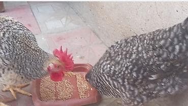 Balıqlar: Salam arginal xarkov du öz he yetimin heyvandi tam sağlamdi isteyen — 1