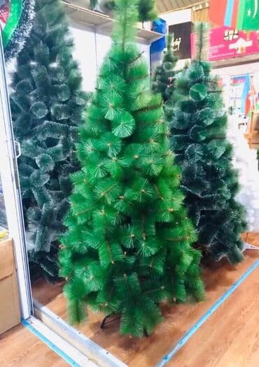 avokado ağacı: Yolka 240 sm — 1