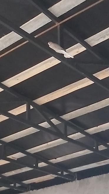 usaq matrasi: Oğlan və qız üçün, İşlənmiş, Dördbucaq, Beşik, Dəstsiz, Matras ilə, Yellənmə mexanizmsiz — 2