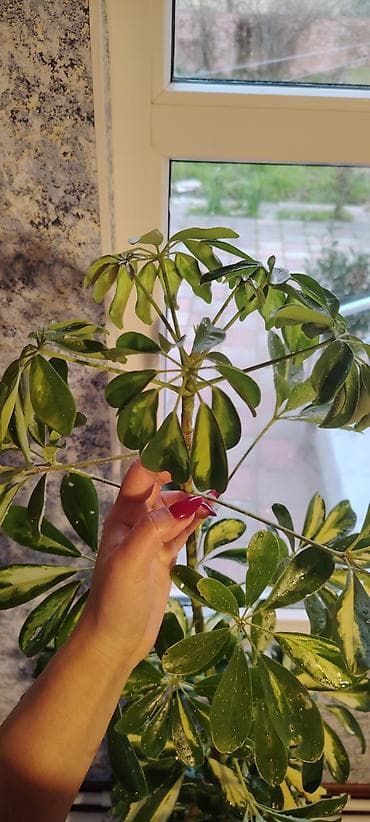 palma agaci: Bitki boyu 1.35 Dibçəklə bir yerdə 1.55 Hazır dibçəyə əkilib Şeflera — 3