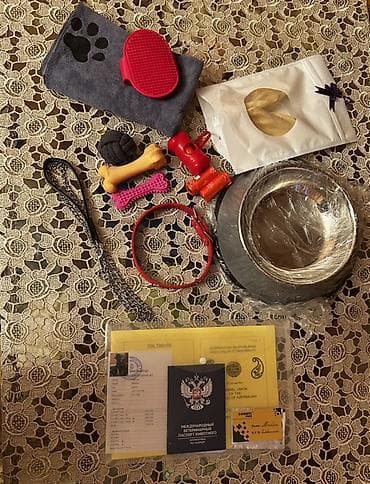 avcarka balaları: Doberman, 3 ay, Dişi, Peyvəndli — 10