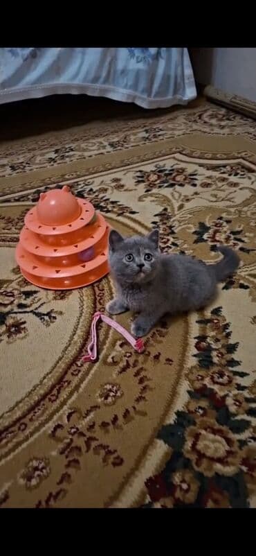 pişik sumqayıt: Britan, Erkək, Yaxşı əllərə, Ünvandan götürmə — 2