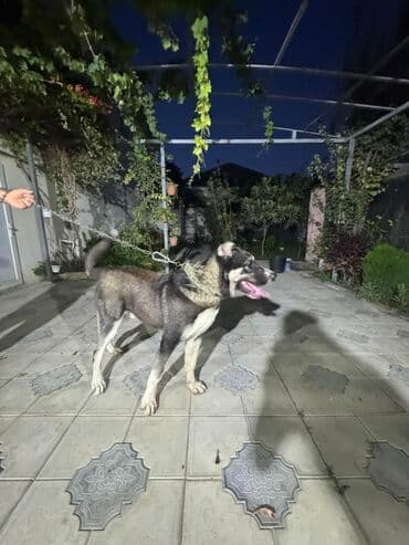 Qurdbasar, 8 ay, Erkek, Peyvəndli, Ünvandan götürmə