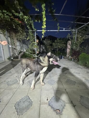 it alanlar: Qurdbasar, 8 ay, Erkek, Peyvəndli, Ünvandan götürmə — 1