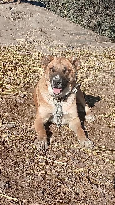 anadolu çoban iti: 8 ay — 5