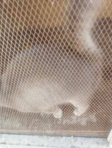 pişik çantasi: Boz rəngdə ev pişikləri - Növ: ev pişiyi (qısa tüklü, boz/gümüşü rəng — 3