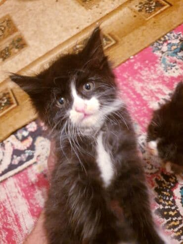 где можно купить котенка: Məhsul: Ev pişiyi və balası Təsvir: - Şəkillərdə iki pişik görünür — 9