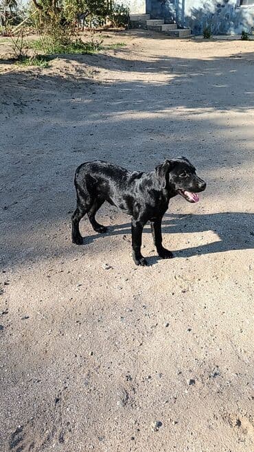 лабрадор купить: Labrador-retriver, 5 ay, Dişi, Peyvəndli, Ünvandan götürmə — 8