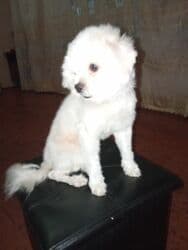 ev itləri ucuz: 8 ay, Erkek, Peyvəndli, Ödənişli çatdırılma — 3