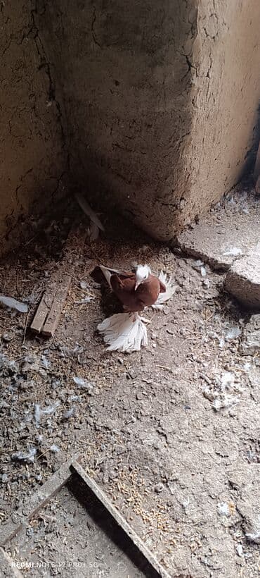 pulsuz heyvanlar verilir: Maya quşdu iri lələklidi — 4