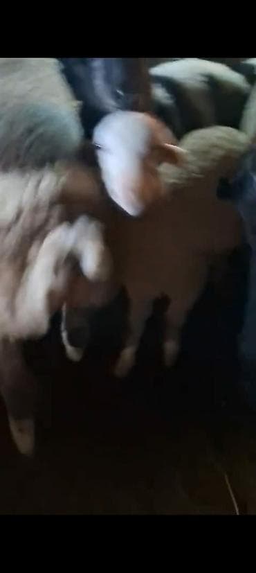 kənd təsərrüfatı heyvanları: Qoyun sürüsü – ətlik və damazlıq üçün - Növ: Yerli qarışıq cinsli — 2