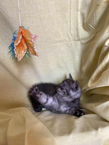 самка: Табби, Самка, Самовывоз — 3