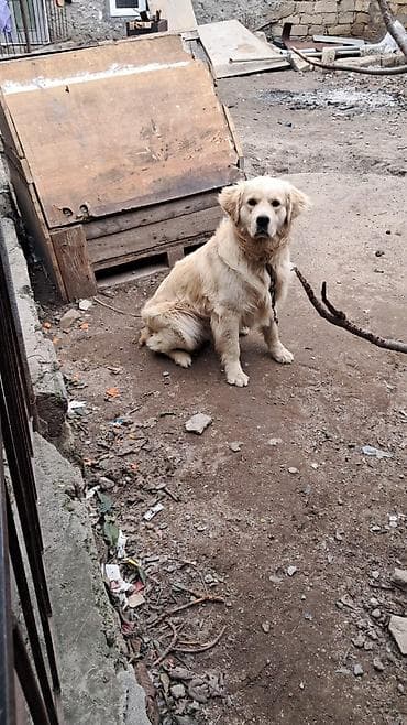 heyvan sahiblənmək: Retriever, Erkek — 2